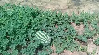 melancia de 50 dias