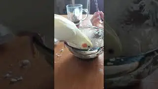 чип ест кашку