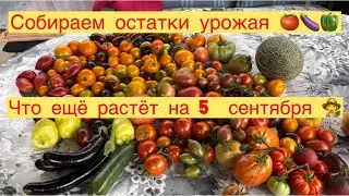 СОБИРАЕМ ОСТАТКИ УРОЖАЯ 👩‍🌾🍅🍆🌶️ЧТО ЕЩЁ РАСТЁТ НА 5 сентября 👩‍🌾🍓🍆🌶️
