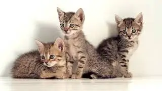 Kittens Against White Background - Free Stock Footage - No Copyright