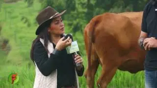 Ganadería Senepol en Colombia