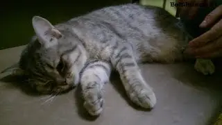 Барсик - кастрация!!!