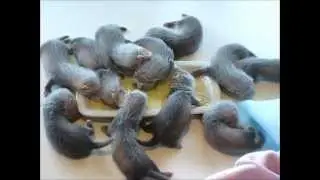 Ferret kits eating on their own for the first time