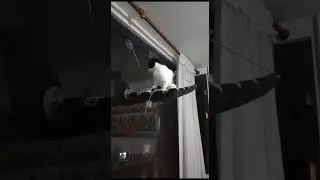 #cat #catlover #catshorts #cute #funny #catfunny #ilovecats #cats