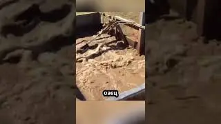 How does a sheep bath work?
