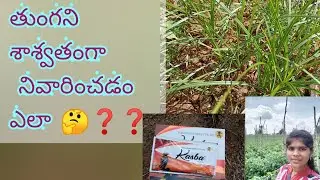 తుంగని శాశ్వతంగా నివారించడం ఎలా🤔❓️❓️... పంట పొలంలో తుంగ నివారణ !