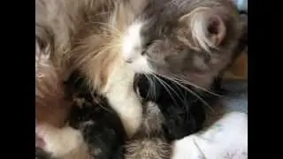 My Airi and her kittens. Happy Birthday to your kittens! ♥ :) 1