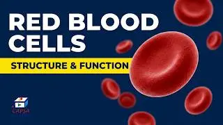 Red Blood Cells (RBCs) | Structure, Function & Lifespan Explained