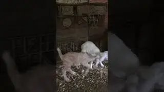 Хулиганы!