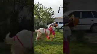 BAKRY KI MALIK MAZHAR SY FIGHT KON JEETA #almurad #comedyfilms #comedy #funny #comedymovies #enjoy