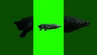 crocodile green screen - buaya green screen #shorts