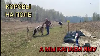 Первый выгул КРС на поле , копаем яму .