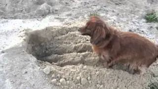 Buddelmax