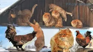 Кот да петух, Винни Уронили, Павловский Петушок и Солнышко, 