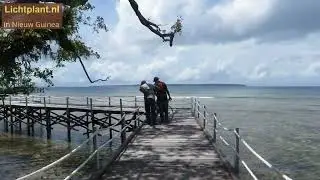 Mangrove bos op Biak