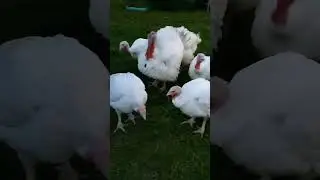 Деревенские будни.
