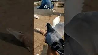 পায়রা লাভার