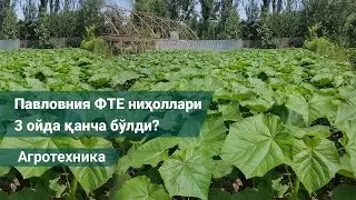 Павловниянинг ФТЕ нави 3 ойда неча метр ўсди?   #павлония #pavloniya