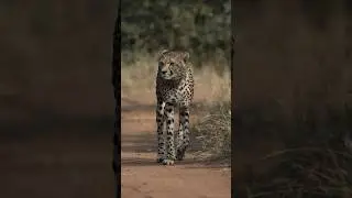 Catwalk cheetah style 😍 Pure elegance! #cheetah  #wildlife  #thisisafrica #catwalk #conservation