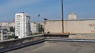 С Днём Победы голубятники.