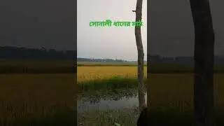 সোনালী ধানের মাঠ