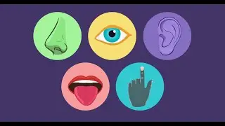 👃🏽👁️👂🏽👅✋🏽Duyğu orqanları (İnsan Orqanizmi)