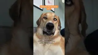 Funny Dog Reaction #shorts #dog #viral