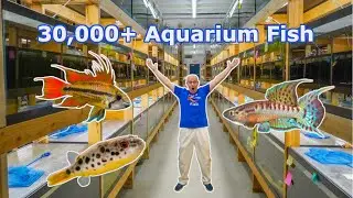 20,000+ Gallons - Fish Warehouse TOUR 2023 in 4k!