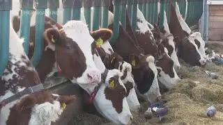 Will floating farms grow as world warms?