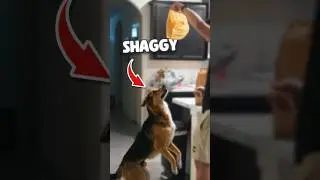 Will My Dog Eat My Food?