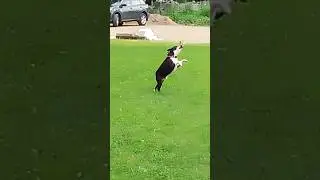 УТКА 🦆   🐶