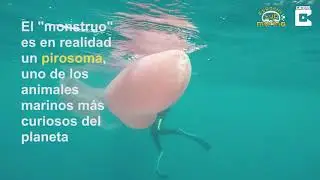 Un ‘monstruo’ marino de nueve metros sorprende a dos submarinistas