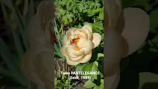 Потрясающий пион PASTELEGANCE  (Seidl, 1989) не оставит равнодушным никого