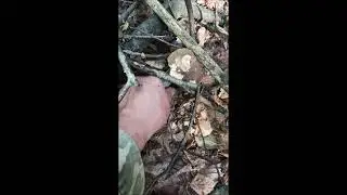 В БРЯНСКОМ ЛЕСУ ТИШИНА