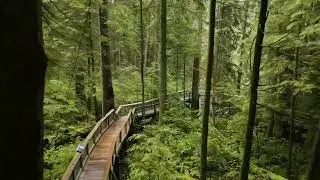 Listen to the Forest - Capilano Suspension Bridge Park
