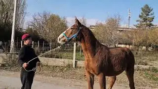 Омскийден келди тел:+996 778 565 625