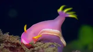 sea slugzzz
