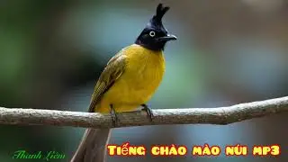 Tiếng chào mào núi dùng để đánh