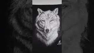 Will You Comment 🐺 !