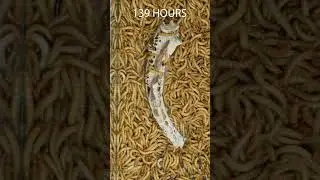 Mealworms vs Pork Tail #timelapse #goinsidet #timelapsevideo #mealwormseating  #mealworms #porktail