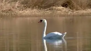 Лебеди в Верхней Пышме
