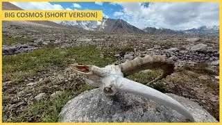 Большой Космос