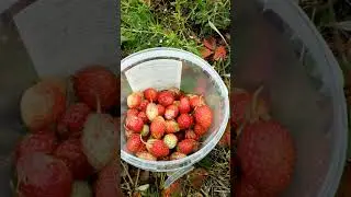 НАШЛИ ЭТО В ЧИСТОМ ПОЛЕ #shorts