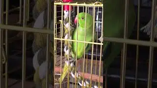 Ο Kesha μας παίζει με την κούνια του, Παπαγάλος Ringneck (Ringneck parrot) - 4K HDR