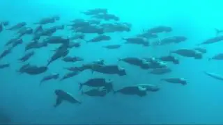 Exploring Okinawa - Holy Mackerel!! Ballet