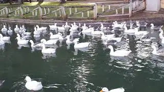 Ocas en Alcazar