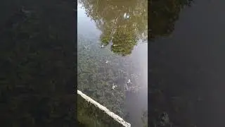 ЛЯГУШКИ ИСПОЛНЯЮТ...