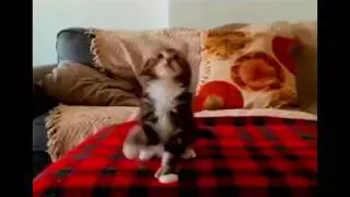 Приколы с Котами   ТОПовая подборка 2017
