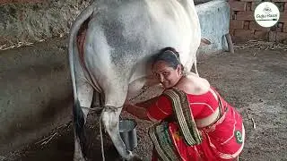 Cow Milking |  cow milking by hand | cow milk | gujju rasoi