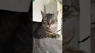 #кисонька #кошки #cat #кошка #тесса
